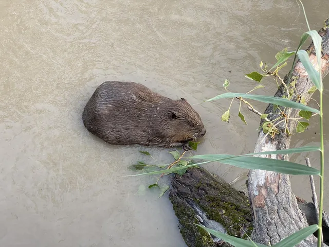 Abby Lee Tee - beavers & their vocalizations