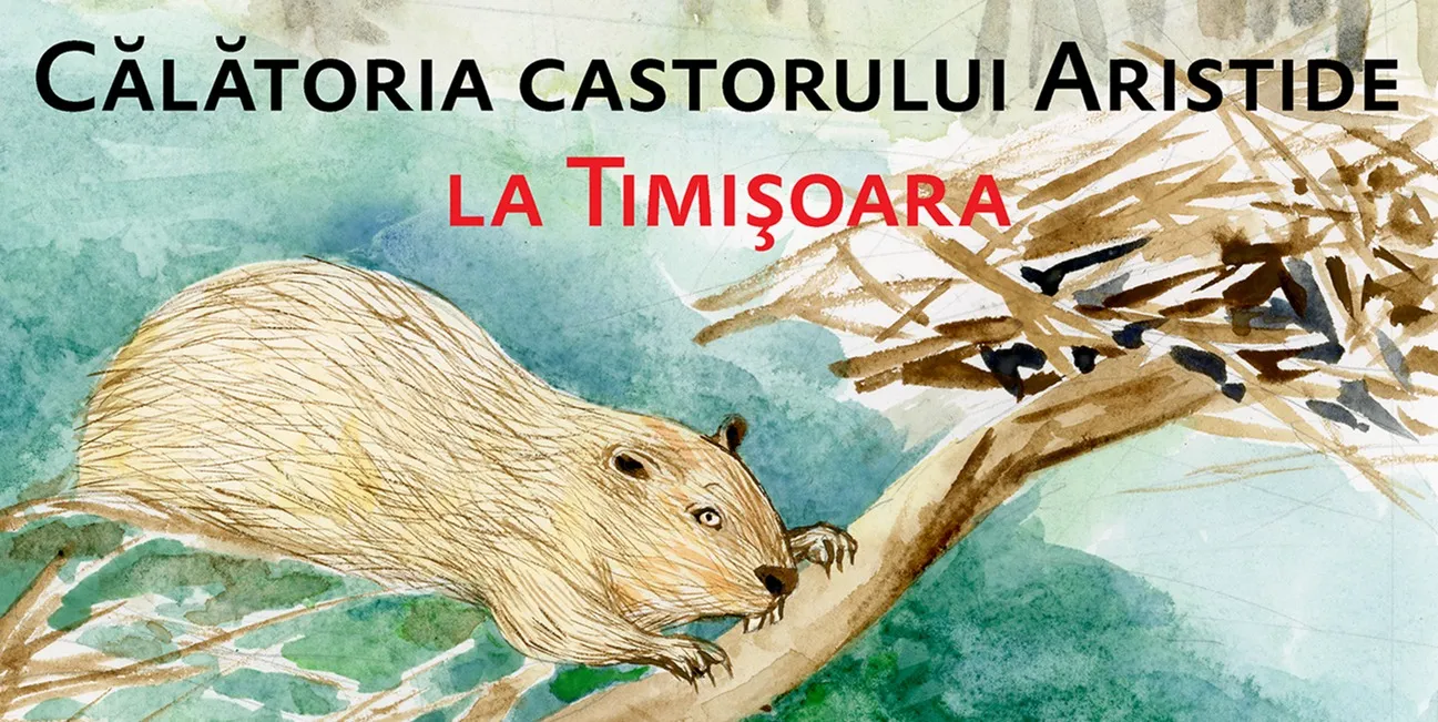 Aristide-the-Beaver`s Journey to Timisoara